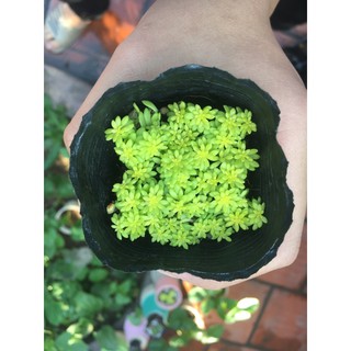 Sedum vàng/ Sedum xanh