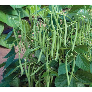 Hạt giống đậu cove lùn/dạng bụi hạt trắng (20 gam)