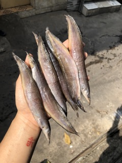 Chạch đồng 1 nắng 1kg