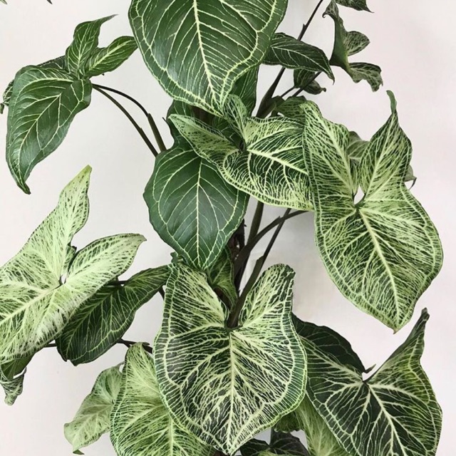 Trầu bà trắng - Syngonium polophyllum