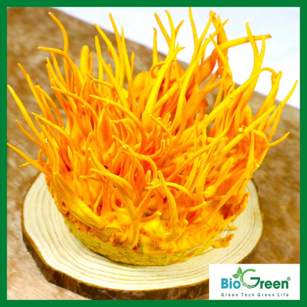 (Combo 3 hộp) Đông Trùng Hạ Thảo Tươi Nguyên Đế Tròn Biogreen | BigBuy360 - bigbuy360.vn