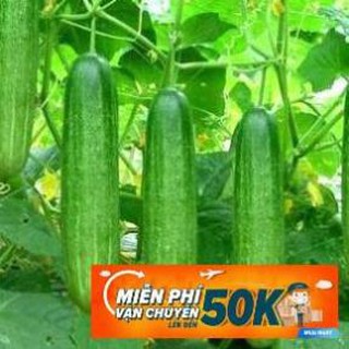 1g Hạt giống Dưa leo (tặng gói kích nẩy mầm và hướng dẫn)