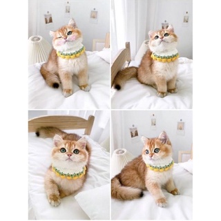 Handmade pet fashion ( mũ- khăn bằng len cho thú cưng )