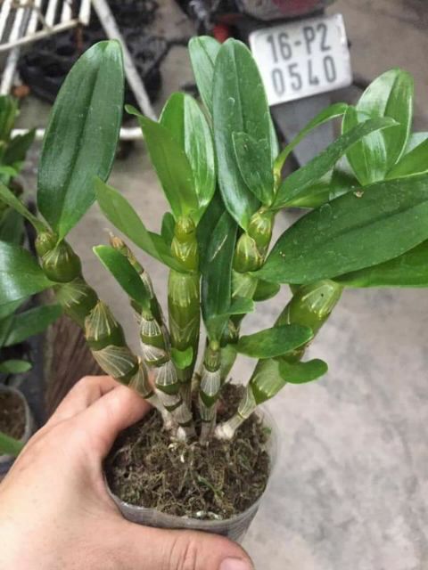 Dendro xuân hoa thơm