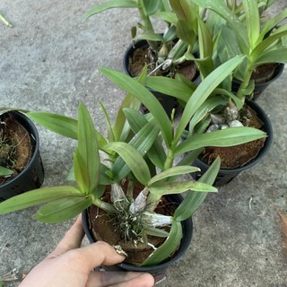 Lan Mini yaya chậu sắp cho vòi