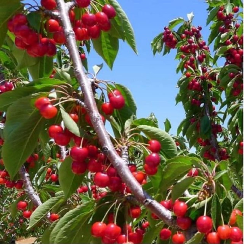 Hạt giống cherry Brazin cao sản F1