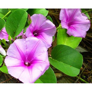 cây rau muống biển phơi khô