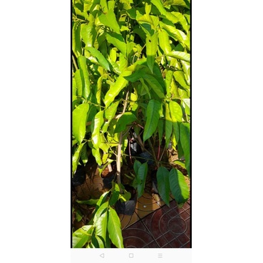 Cây ngọc lan hoa trắng thơm khắp sân, có cây 1m hoặc 2m-vườn của boss