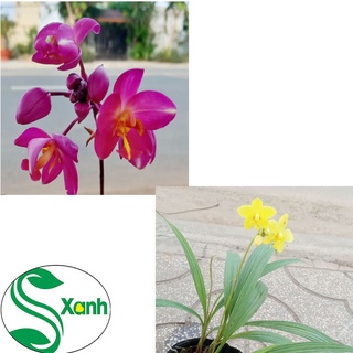 Địa Lan Vàng - Tím Cây Khỏe, Sai Bông