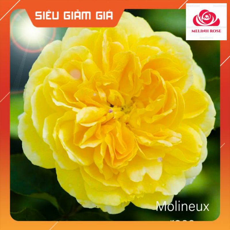 Hoa hồng Molineux rose màu vàng cam sang trọng- Vườn Hoa Melinhrose