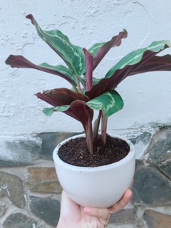 Chậu cây đuôi công