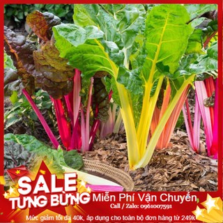 Hạt Giống Cải Ngũ Sắc -20 Hạt