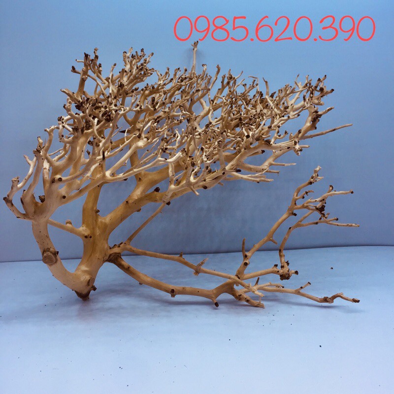 Lũa xương chùm nhánh đẹp dùng gắn lũa bonsai cho bể cá cảnh ( size đẹp)