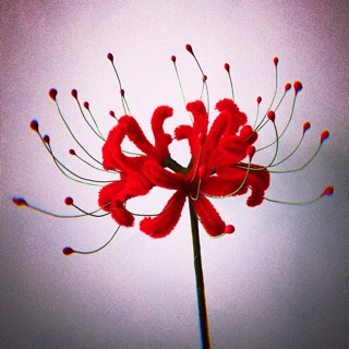 Bỉ ngạn hoa (handmade)