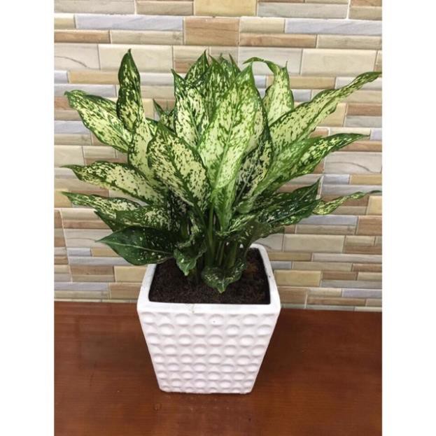 Cây phú quý(lá màu)-cây ngọc ngân(lá trắng)