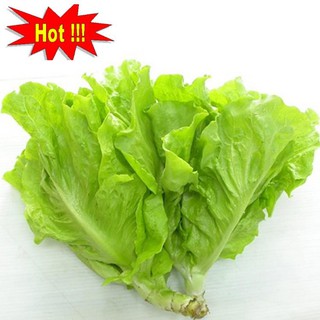 Giống Rau Xà lách mỡ
