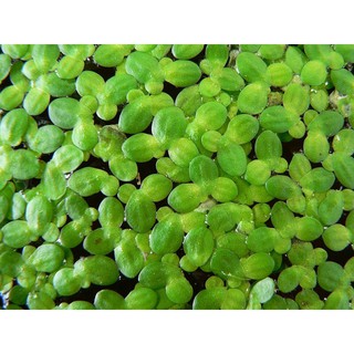 Bèo Tấm thuỷ sinh