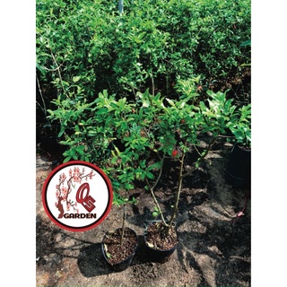 Cây Lựu Đỏ lùn Ấn Độ(70-90cm)
