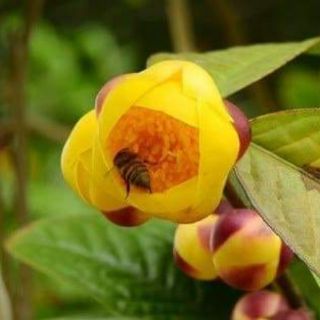 100gam TRÀ HOA VÀNG RỪNG KHÔ