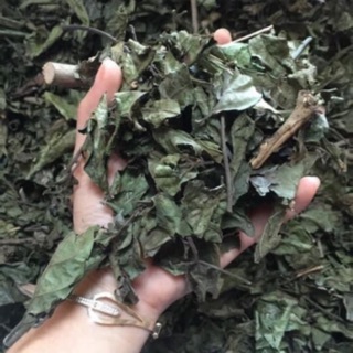 Xạ đen Điện Biên