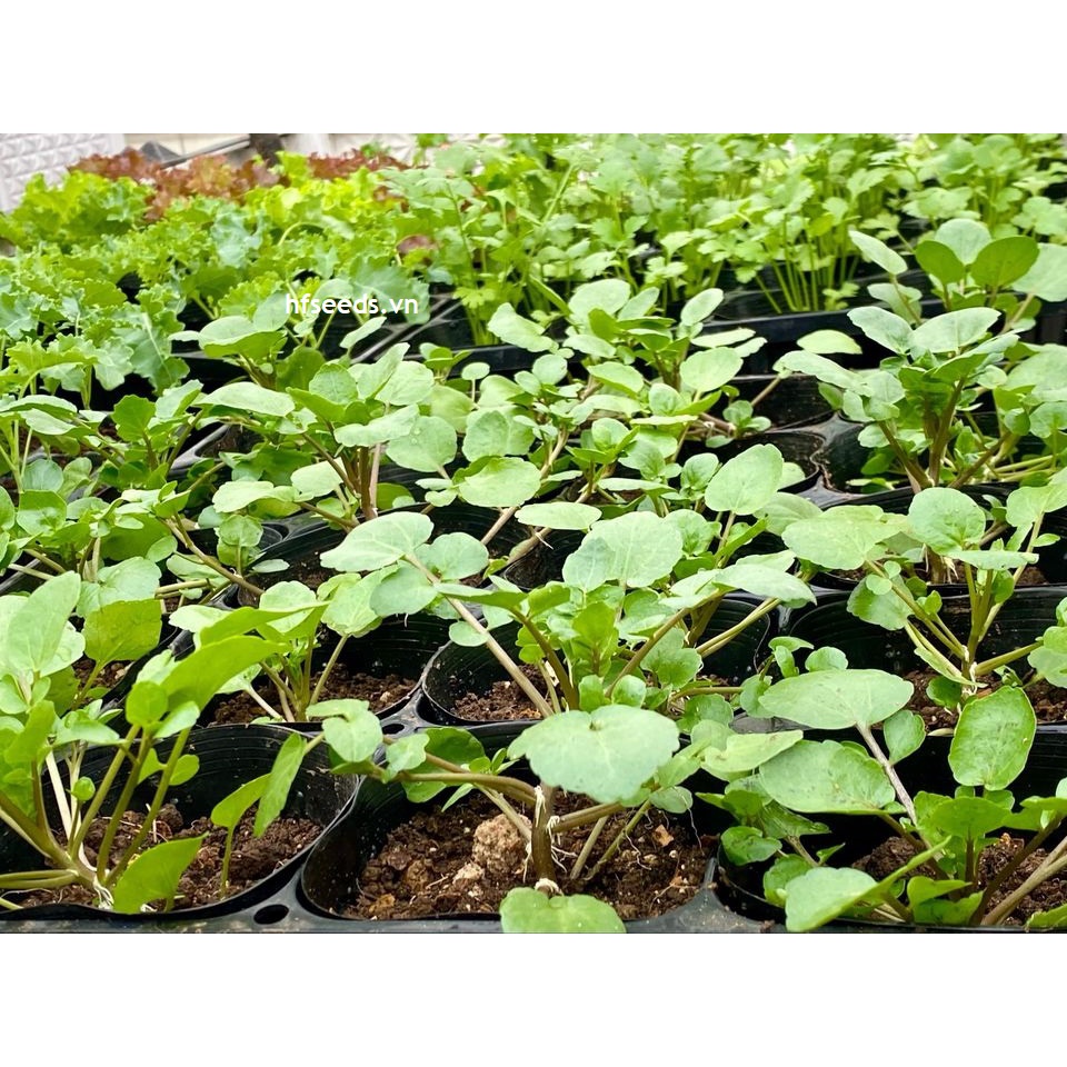 Hạt giống cải xoong mỹ trồng cạn loại ngọn - tỷ lệ nảy mầm 90%