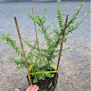 Cây giống Cây hàm hương