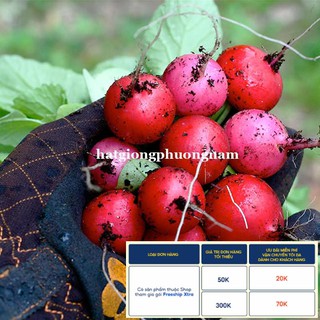 10GR - HẠT GIỐNG CỦ CẢI ĐỎ