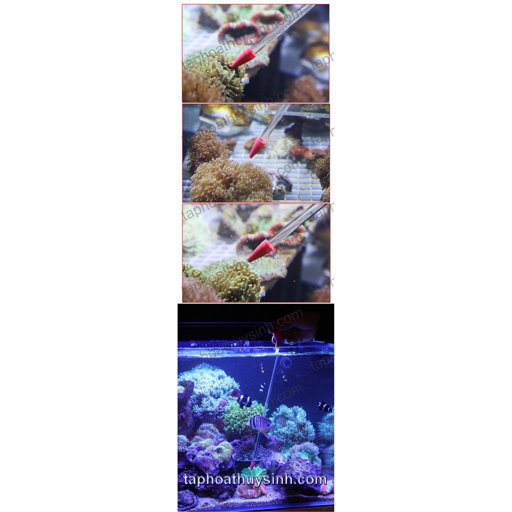 HỘP CHỤP THỨC ĂN và BỘ ỐNG DÀI CHO CÁ VÀ SAN HÔ ĂN Red Starfish 35cm + 55cm