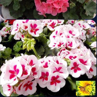 ⚡️ HẠT GIỐNG HOA PHONG LỮ THẢO⚡️ NHIỀU MÀU SIÊU ĐẸP GÓI 100 hạt