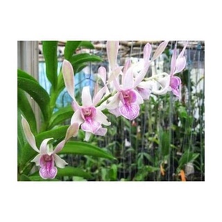 Denro nắng thỏ hồng cây tơ đẹp