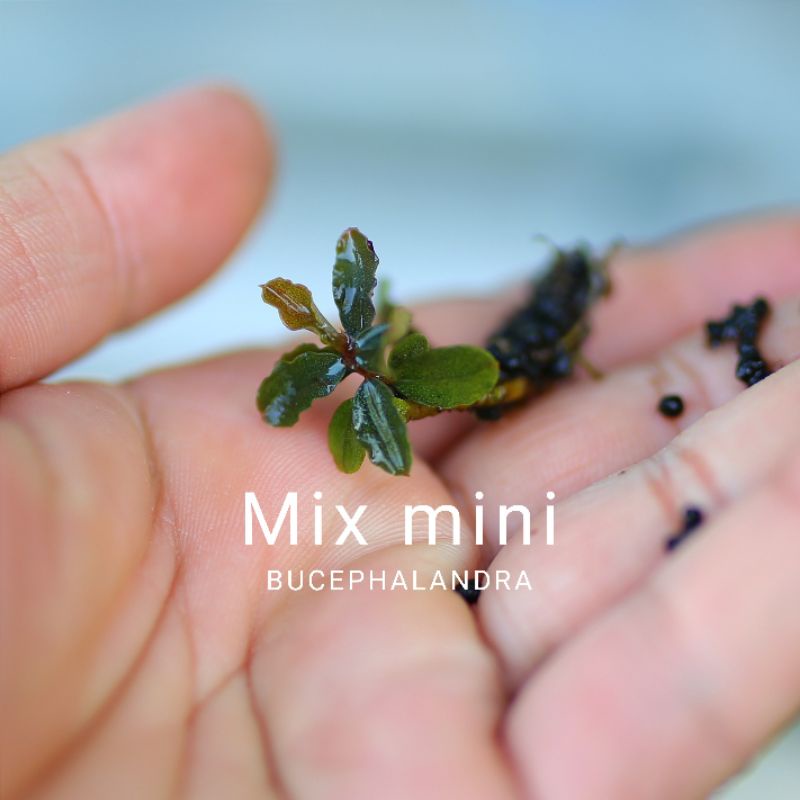 Bucep mix mini | Cây thủy sinh | Hàng ngọn | lá cạn