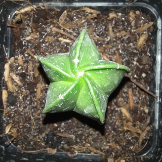Xương rồng Astro xanh cánh xoắn - Astrophytum myriostigma _