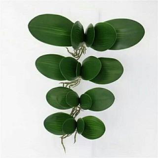 Cụm lá lan hồ điệp giả 5 lá có rễ cao su loại đẹp