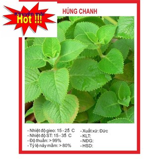 Hạt giống Húng Chanh 0.1Gram HOA RAU TRỒNG KỊP TẾT