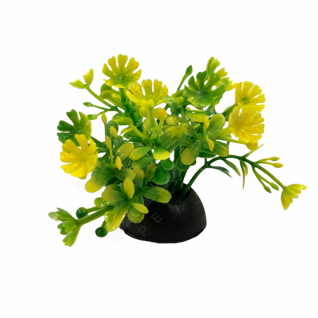 Cây Rong Trang Trí Hồ Cá Nhí Cao 4cm - Rêu Trang Trí Bể Cá Thuỷ Sinh