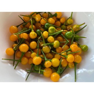 10 qua giống ớt charapita-peru đắt nhất thế giới