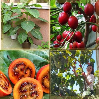 Đặc biệt Cà chua thân gỗ F1 (04 hạt) chất lượng