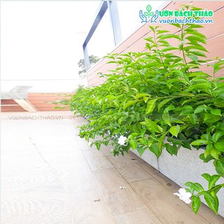 Cây lài nhật trồng cảnh quan