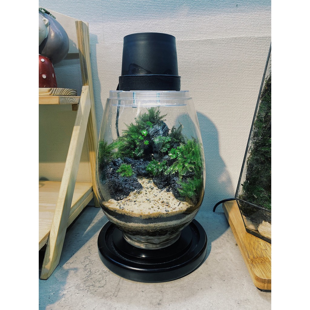 Rêu Hồng Đài/ Rosemoss - set bình terrarium, gắn lũa, đá hồ bán cạn