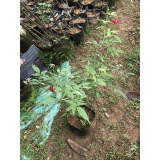 Quế Hồng dáng tree cao 60cm