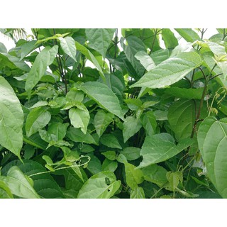 Hạt giống cây lách cách (20 hạt)