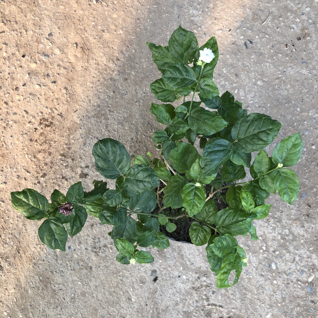 Hoa nhài - cây hoa nhài cao 25cm mang mùi hương thơm dễ chịu có nhiều công dụng làm dược liệu