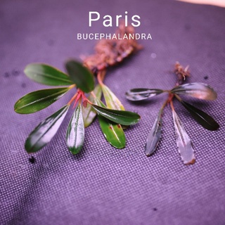 Bucep Paris | Cây thủy sinh | Hàng ngọn | lá cạn