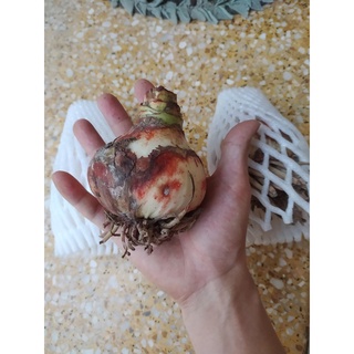 Củ hoa huệ tây CÁNH KÉP