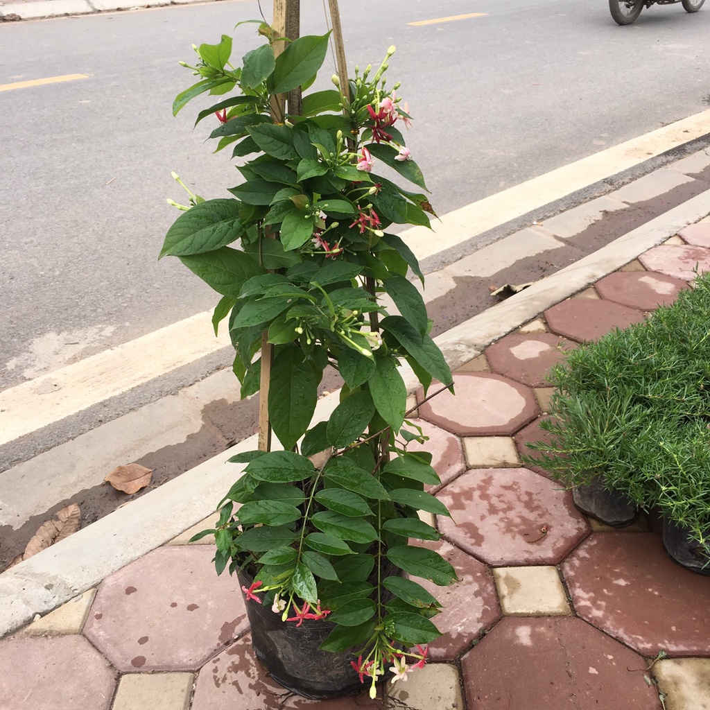 Cây hoa leo sử quân tử (hoa giun) leo giàn,trang trí ban công