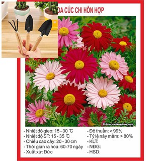 Hạt giống hoa Cúc Chi Hỗn Hợp 50 Hạt TẶNG BỘ LÀM VƯƠN MINI