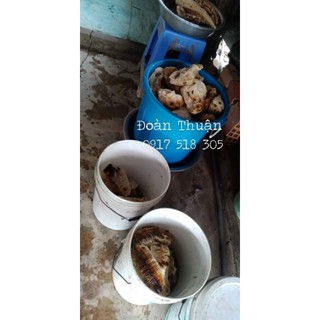 Mật ong rừng U Minh Hạ