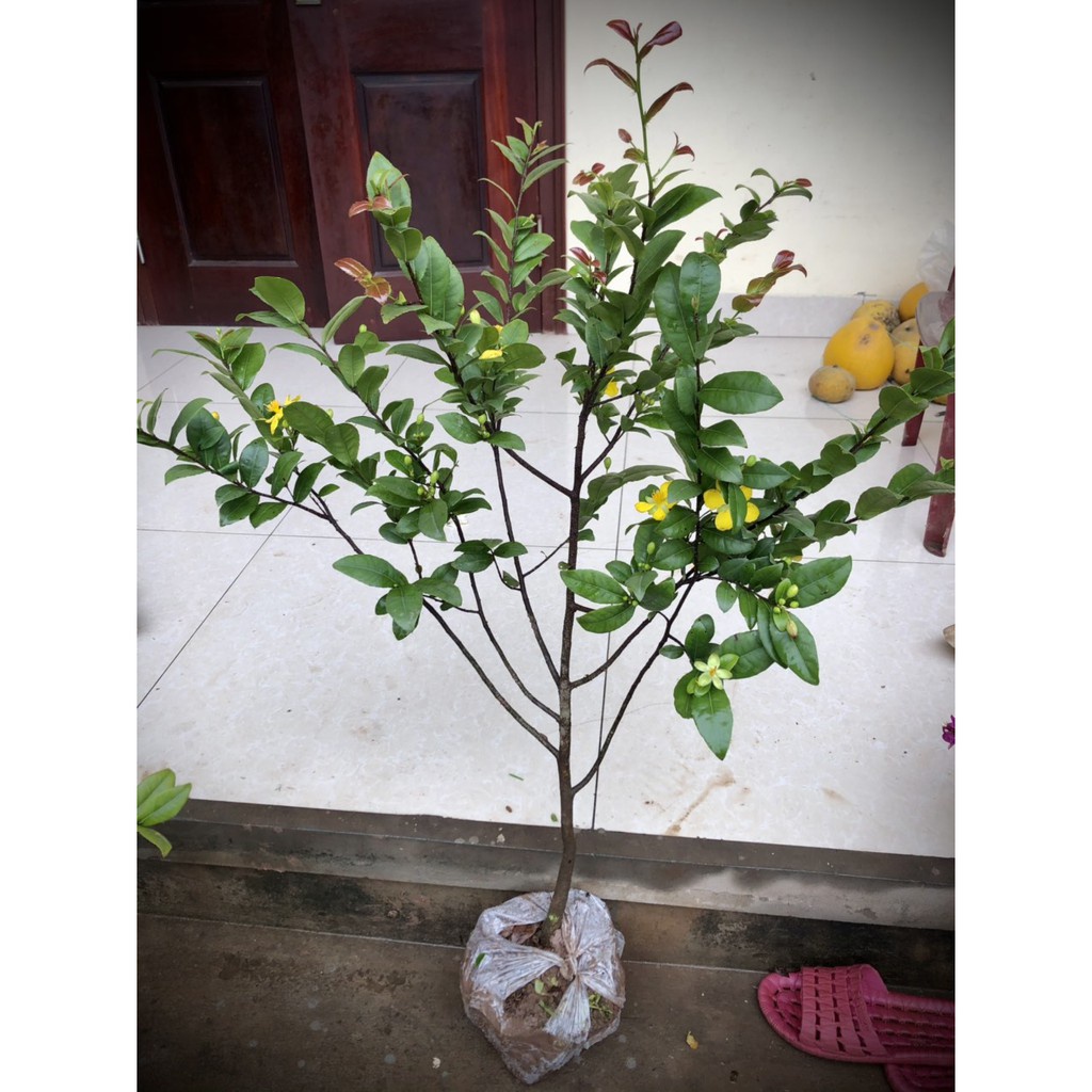 Cây mai tứ quý cao khoảng 80cmm ảnh thật như hình