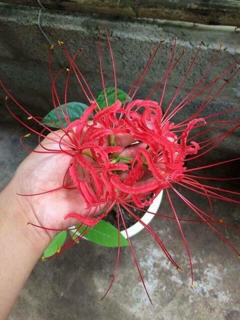 COMBO 10 củ Bỉ ngạn