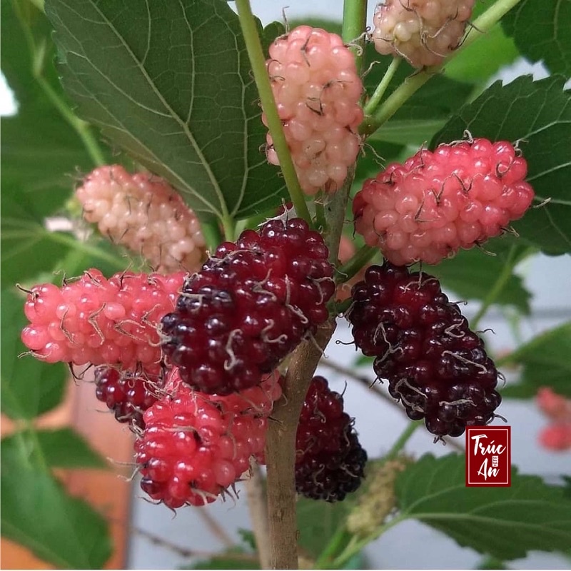 🍇 Cây dâu tằm đang nhiều trái, bầu rễ to khoẻ, đã thuần khí hậu HCM
